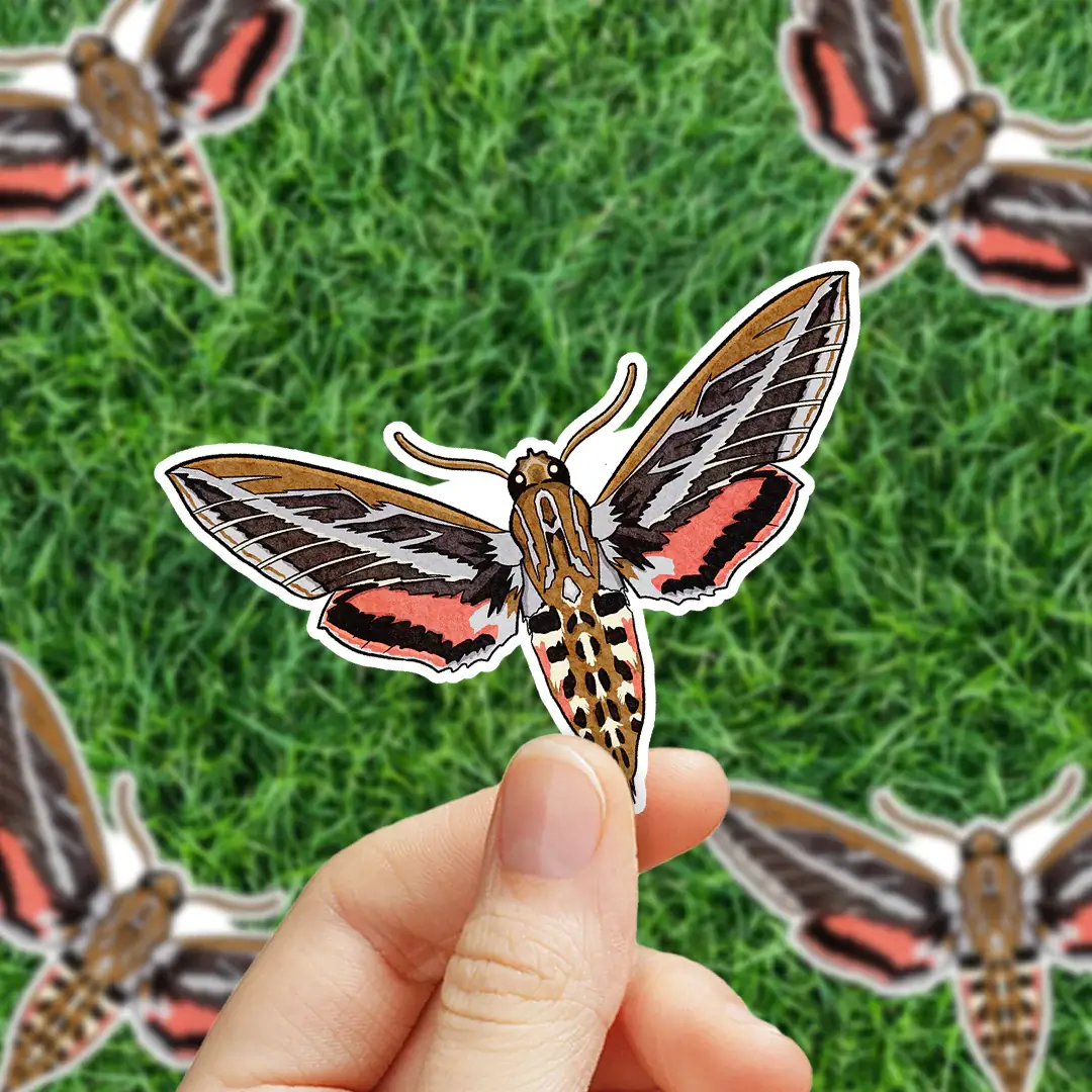 White-Lined Sphinx Moth Sticker