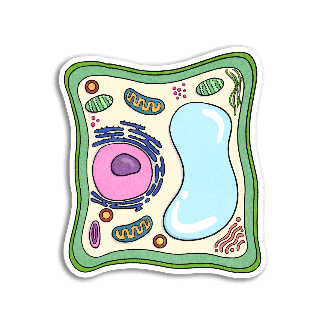 Coloring Plant Cell Plant Cell Coloring Page | Free Printable Coloring